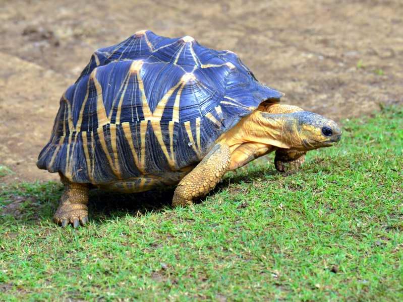 478-亞達伯拉象龜保育中心