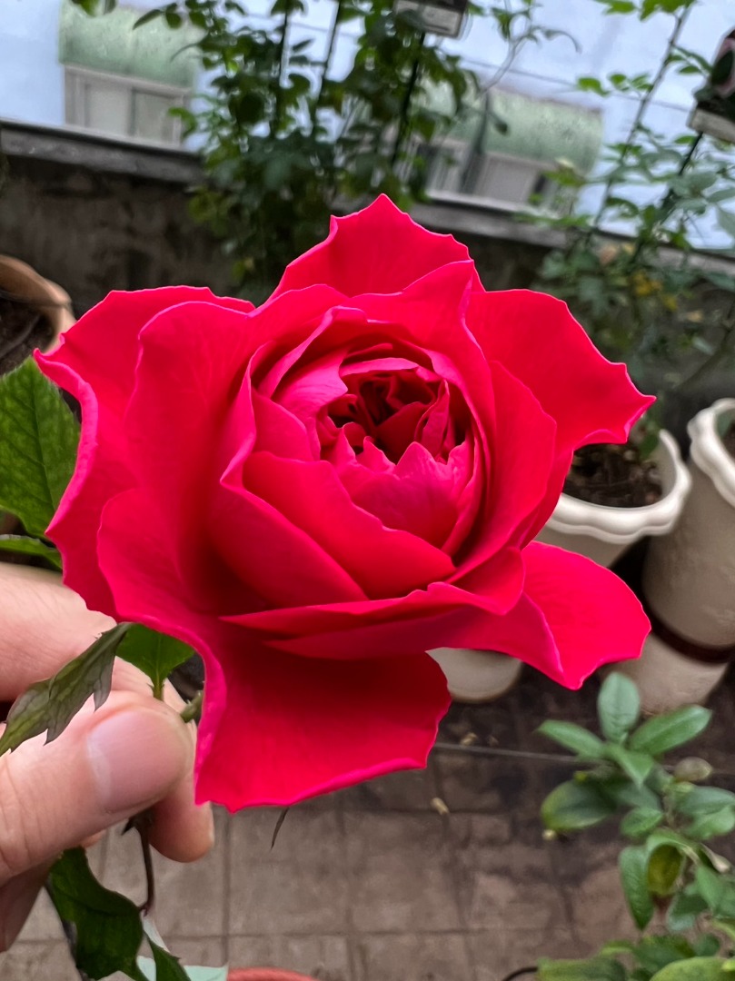 我的玫瑰