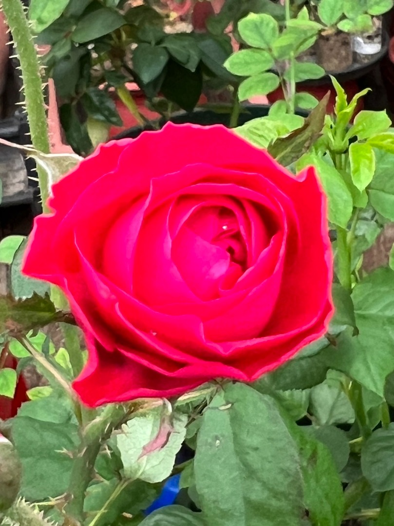 13、My Rose