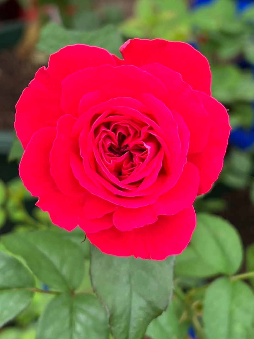 8、My Rose