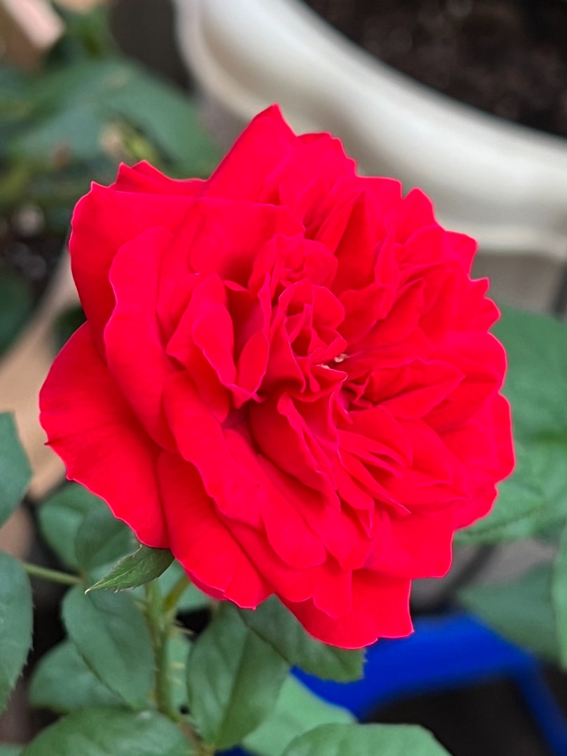 15、My Rose