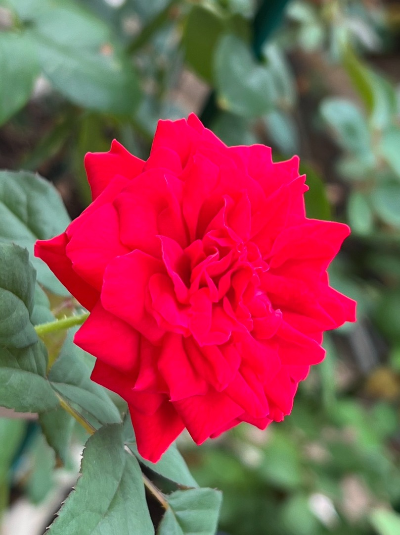 6、My Rose
