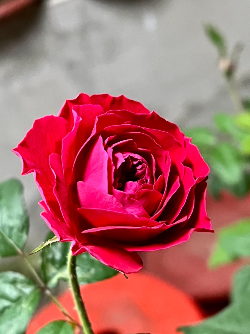 1、My Rose