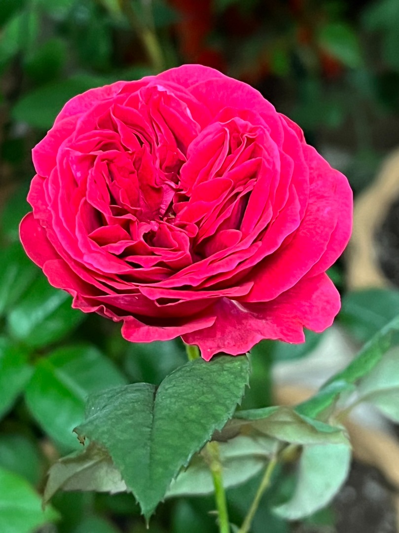 14、My Rose