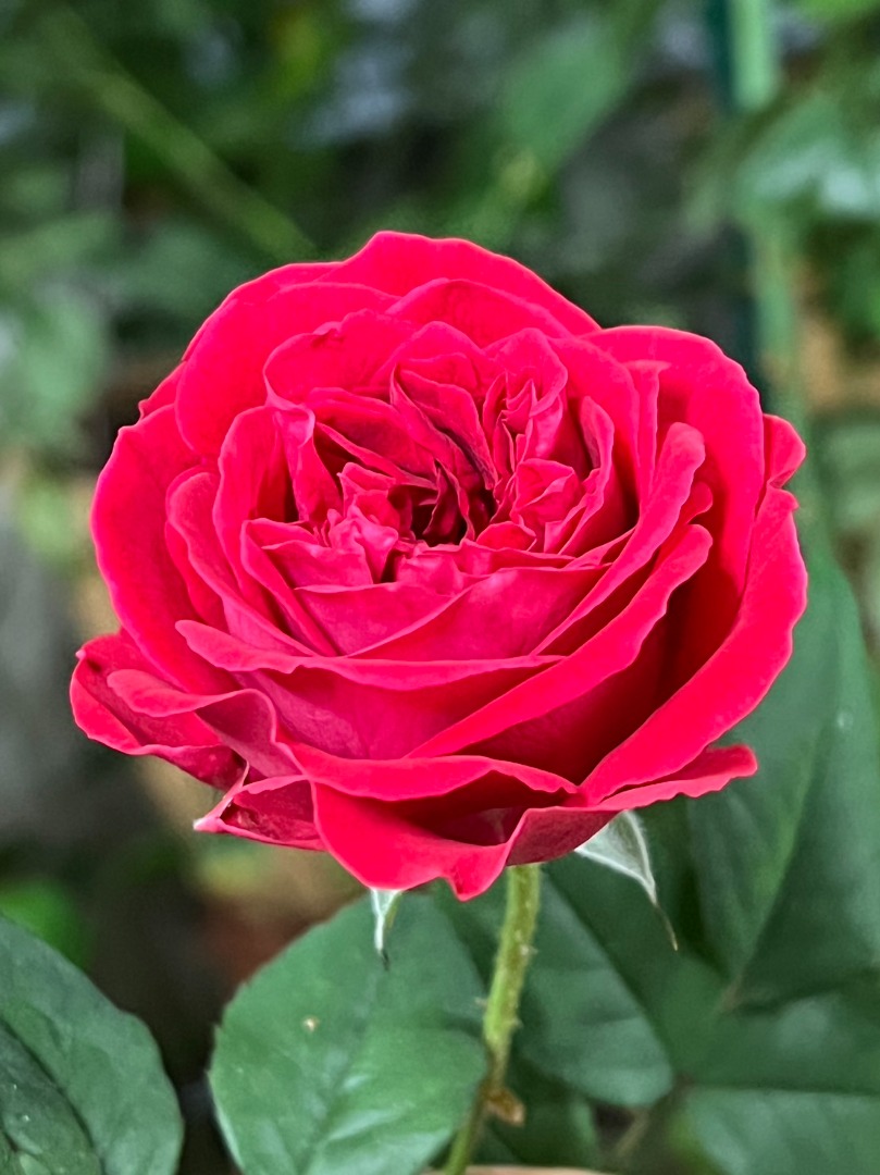 8、My Rose