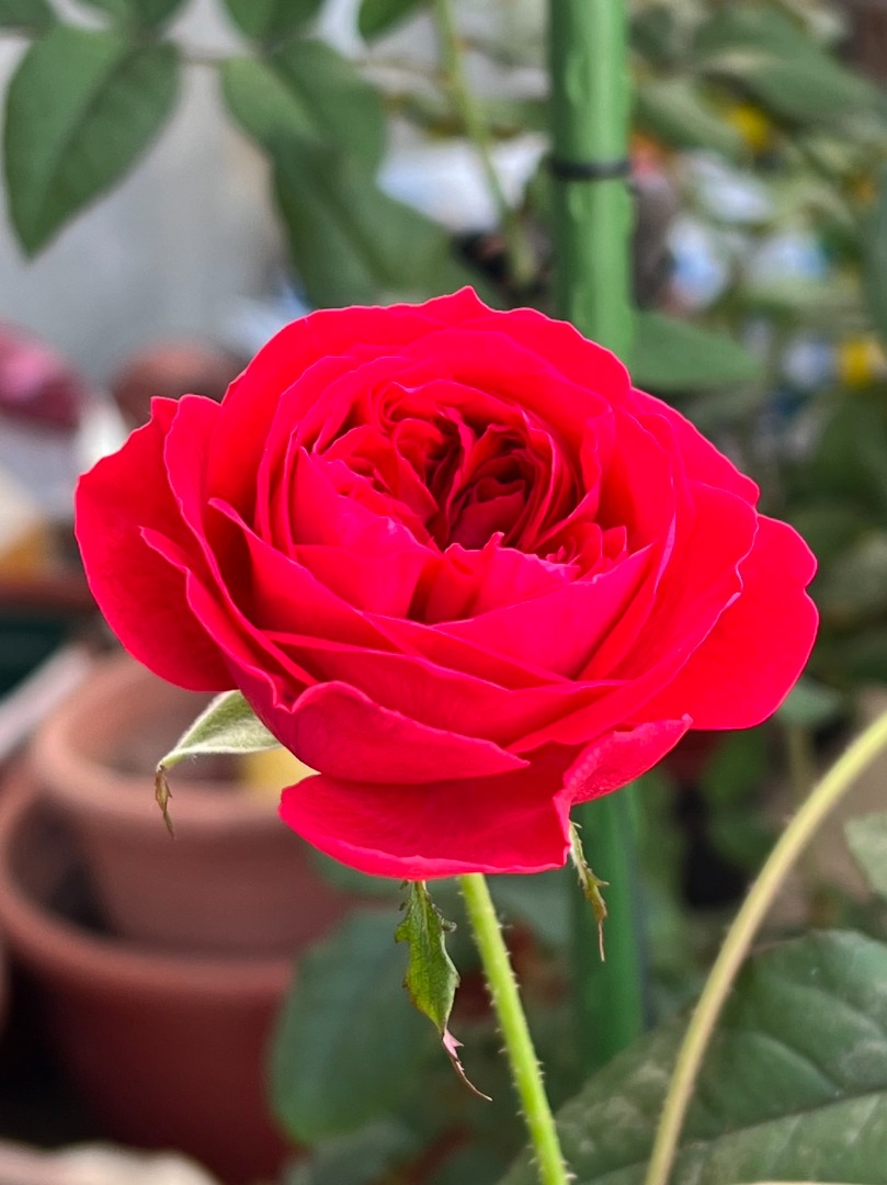16、My Rose