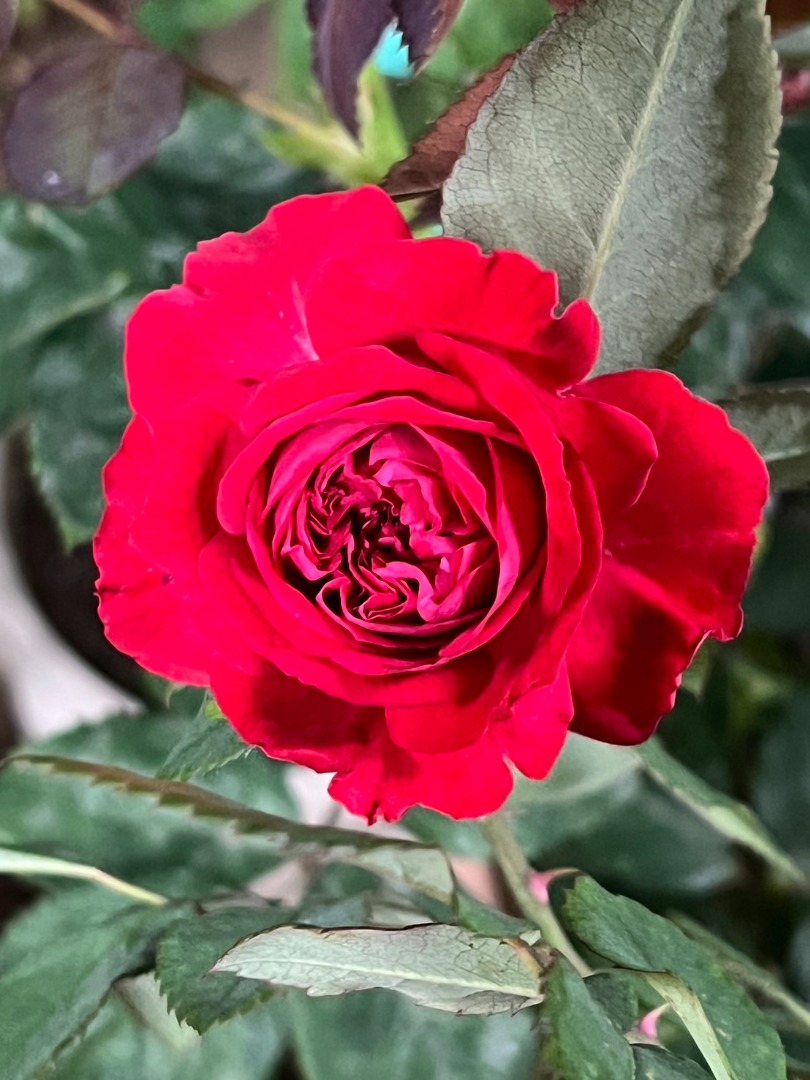 7、My Rose