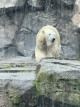 36.阿拉斯加：貝吉奇博格斯遊客中心Begich Boggs Visitor Center與阿拉斯加動物園