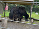 36.阿拉斯加：貝吉奇博格斯遊客中心Begich Boggs Visitor Center與阿拉斯加動物園