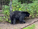 36.阿拉斯加：貝吉奇博格斯遊客中心Begich Boggs Visitor Center與阿拉斯加動物園