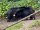 36.阿拉斯加：貝吉奇博格斯遊客中心Begich Boggs Visitor Center與阿拉斯加動物園