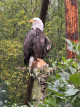 36.阿拉斯加：貝吉奇博格斯遊客中心Begich Boggs Visitor Center與阿拉斯加動物園