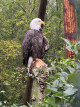 36.阿拉斯加：貝吉奇博格斯遊客中心Begich Boggs Visitor Center與阿拉斯加動物園