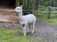 36.阿拉斯加：貝吉奇博格斯遊客中心Begich Boggs Visitor Center與阿拉斯加動物園